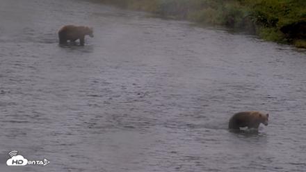 Kodiak Alaska Brown Bears Live Webcam - Aug 13, 2026, 4:52pm AKDT