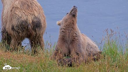 Kodiak Alaska Brown Bears Live Webcam - Aug 4, 2026, 9:24pm AKDT