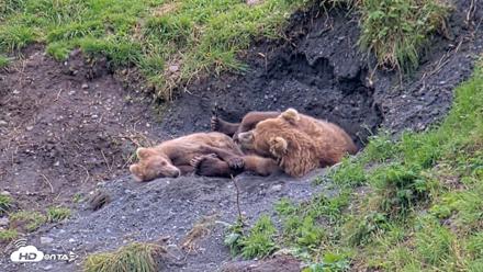 Kodiak Alaska Brown Bears Live Webcam - Aug 22, 2026, 3:59pm AKDT