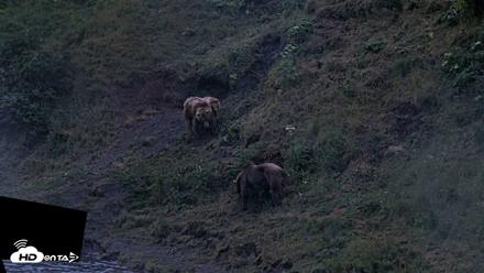 Kodiak Alaska Brown Bears Live Webcam - Aug 3, 2026, 10:44pm AKDT