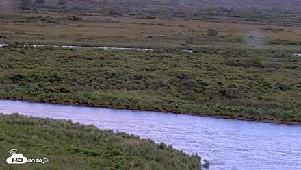 Kodiak Alaska Brown Bears Live Webcam - Jul 5, 2026, 8:51pm AKDT