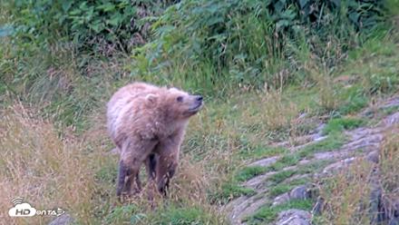Kodiak Alaska Brown Bears Live Webcam - Aug 10, 2026, 5:56pm AKDT
