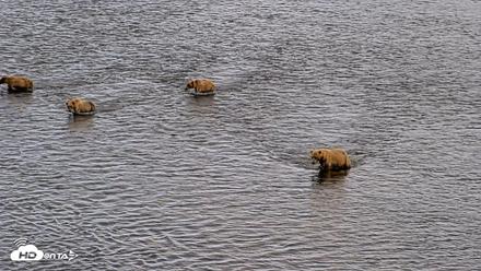 Kodiak Alaska Brown Bears Live Webcam - Aug 1, 2026, 6:55pm AKDT