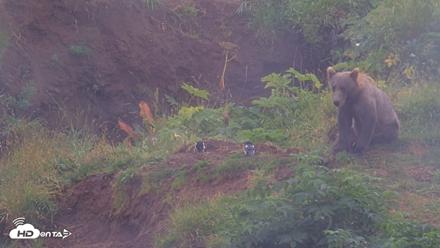 Kodiak Alaska Brown Bears Live Webcam - Aug 13, 2026, 5:02pm AKDT