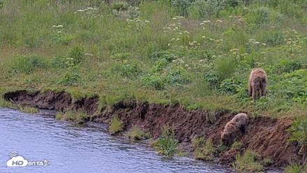 Kodiak Alaska Brown Bears Live Webcam - Aug 2, 2026, 11:18am AKDT