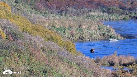 Kodiak Alaska Brown Bears Live Webcam - Oct 2, 2026, 5:37pm AKDT