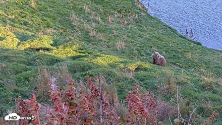 Kodiak Alaska Brown Bears Live Webcam - Oct 2, 2026, 6:49pm AKDT