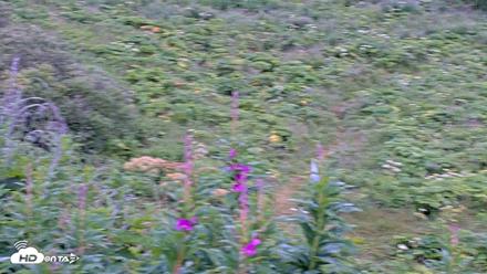 Kodiak Alaska Brown Bears Live Webcam - Aug 2, 2026, 8:49am AKDT