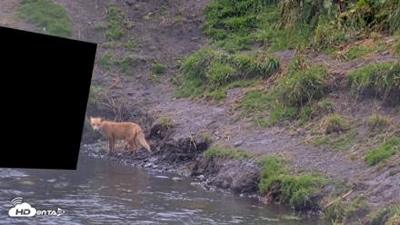 Kodiak Alaska Brown Bears Live Webcam - Aug 15, 2026, 6:16pm AKDT