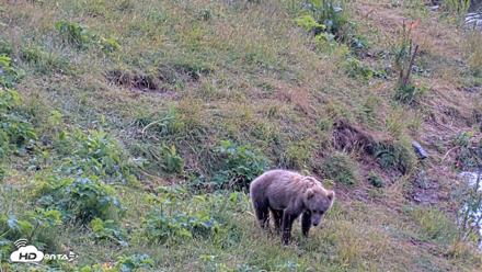 Kodiak Alaska Brown Bears Live Webcam - Aug 9, 2026, 12:24pm AKDT