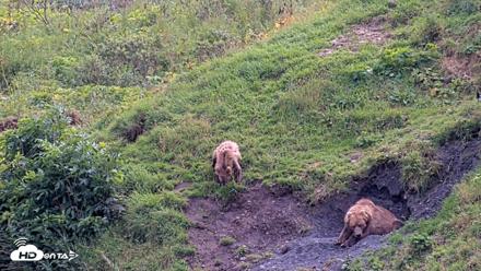 Kodiak Alaska Brown Bears Live Webcam - Aug 22, 2026, 3:05pm AKDT