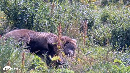 Kodiak Alaska Brown Bears Live Webcam - Aug 23, 2026, 12:37pm AKDT