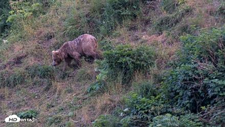 Kodiak Alaska Brown Bears Live Webcam - Aug 7, 2026, 9:29pm AKDT
