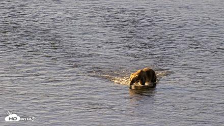 Kodiak Alaska Brown Bears Live Webcam - Jul 30, 2026, 9:21am AKDT