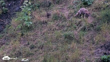 Kodiak Alaska Brown Bears Live Webcam - Aug 2, 2026, 10:35pm AKDT