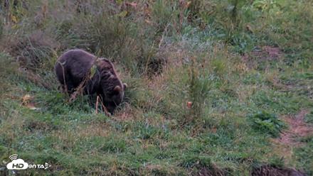 Kodiak Alaska Brown Bears Live Webcam - Aug 17, 2026, 8:47pm AKDT