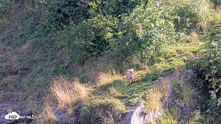 Kodiak Alaska Brown Bears Live Webcam - Aug 23, 2026, 6:08pm AKDT