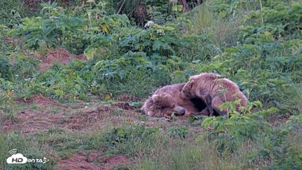 Kodiak Alaska Brown Bears Live Webcam - Aug 1, 2026, 10:12pm AKDT