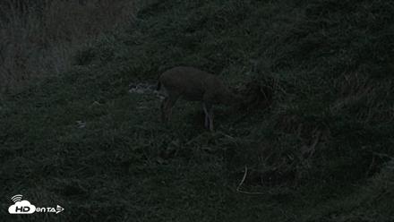 Kodiak Alaska Brown Bears Live Webcam - Oct 6, 2026, 8:03pm AKDT