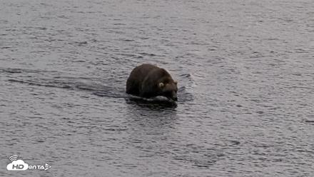 Kodiak Alaska Brown Bears Live Webcam - Aug 20, 2026, 5:49pm AKDT