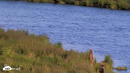 Kodiak Alaska Brown Bears Live Webcam - Aug 11, 2026, 8:20pm AKDT
