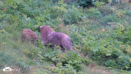 Kodiak Alaska Brown Bears Live Webcam - Aug 12, 2026, 2:25pm AKDT