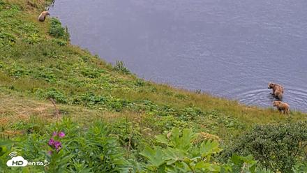 Kodiak Alaska Brown Bears Live Webcam - Aug 3, 2026, 8:48am AKDT