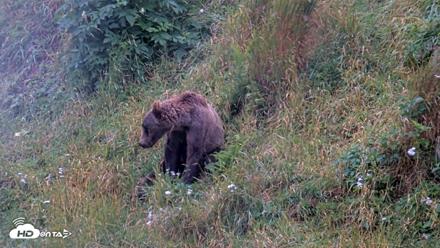 Kodiak Alaska Brown Bears Live Webcam - Aug 14, 2026, 11:10am AKDT