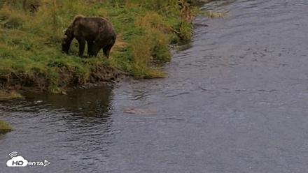 Kodiak Alaska Brown Bears Live Webcam - Aug 20, 2026, 8:18pm AKDT