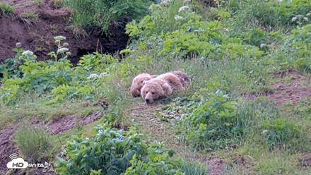Kodiak Alaska Brown Bears Live Webcam - Jul 23, 2026, 11:14am AKDT
