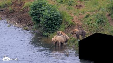 Kodiak Alaska Brown Bears Live Webcam - Aug 9, 2026, 5:08pm AKDT