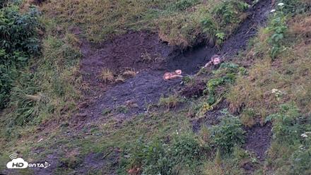 Kodiak Alaska Brown Bears Live Webcam - Jul 27, 2026, 10:43pm AKDT