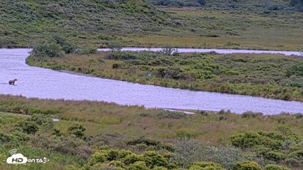 Kodiak Alaska Brown Bears Live Webcam - Aug 12, 2026, 9:21am AKDT
