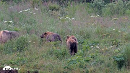 Kodiak Alaska Brown Bears Live Webcam - Aug 7, 2026, 7:45am AKDT