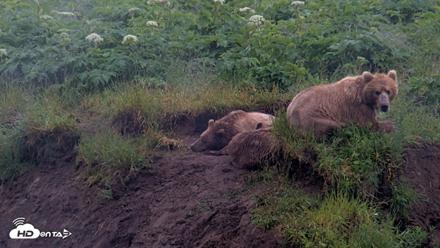 Kodiak Alaska Brown Bears Live Webcam - Jul 22, 2026, 9:42am AKDT