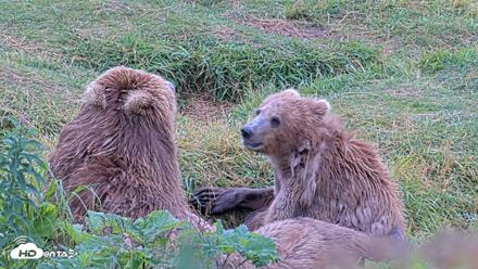 Kodiak Alaska Brown Bears Live Webcam - Aug 13, 2026, 11:24am AKDT