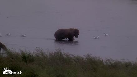 Kodiak Alaska Brown Bears Live Webcam - Aug 16, 2026, 7:26pm AKDT