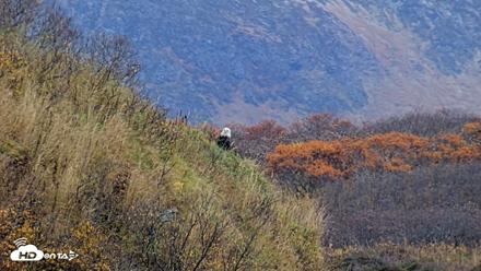 Kodiak Alaska Brown Bears Live Webcam - Oct 17, 2026, 3:48pm AKDT