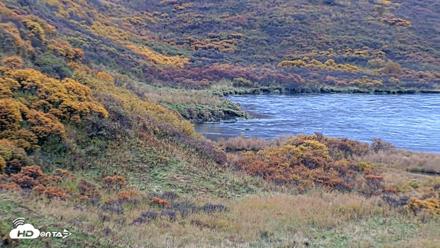 Kodiak Alaska Brown Bears Live Webcam - Oct 8, 2026, 10:08am AKDT