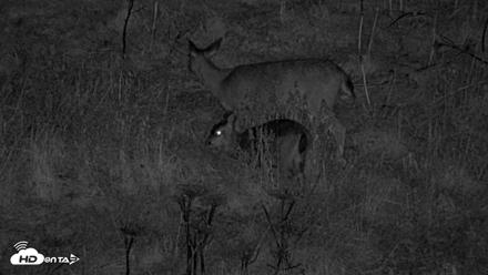 Kodiak Alaska Brown Bears Live Webcam - Oct 7, 2026, 10:14pm AKDT