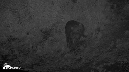 Kodiak Alaska Brown Bears Live Webcam - Jul 30, 2026, 12:03am AKDT