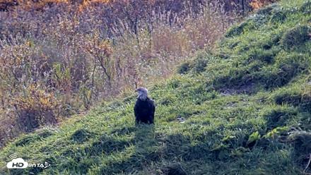 Kodiak Alaska Brown Bears Live Webcam - Oct 8, 2026, 1:12pm AKDT