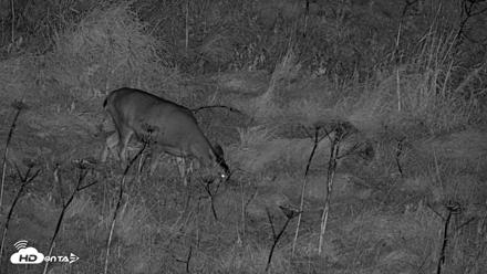 Kodiak Alaska Brown Bears Live Webcam - Oct 7, 2026, 10:52pm AKDT