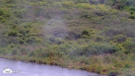 Kodiak Alaska Brown Bears Live Webcam - Aug 13, 2026, 2:15pm AKDT