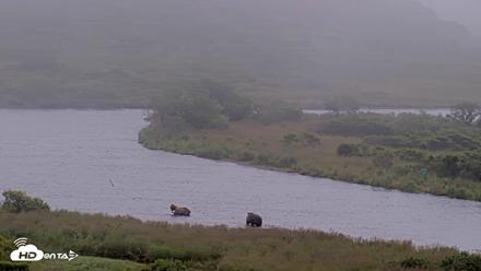 Kodiak Alaska Brown Bears Live Webcam - Aug 9, 2026, 9:06am AKDT