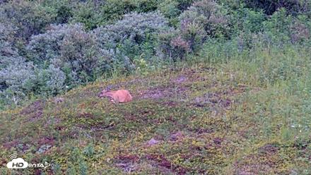 Kodiak Alaska Brown Bears Live Webcam - Aug 14, 2026, 5:01pm AKDT