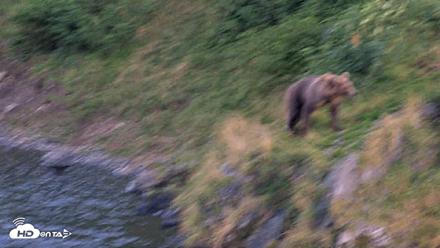 Kodiak Alaska Brown Bears Live Webcam - Aug 26, 2026, 9:08pm AKDT