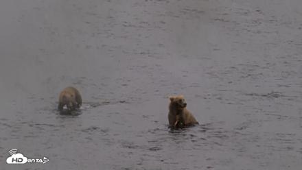 Kodiak Alaska Brown Bears Live Webcam - Aug 16, 2026, 2:59pm AKDT