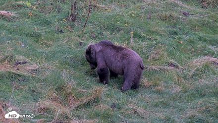 Kodiak Alaska Brown Bears Live Webcam - Oct 12, 2026, 7:02pm AKDT