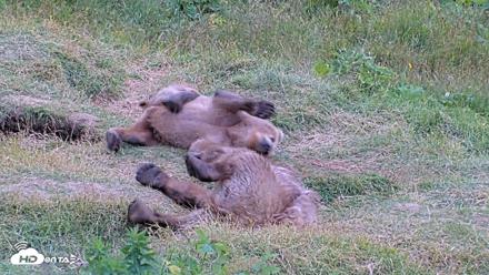 Kodiak Alaska Brown Bears Live Webcam - Aug 3, 2026, 7:56pm AKDT